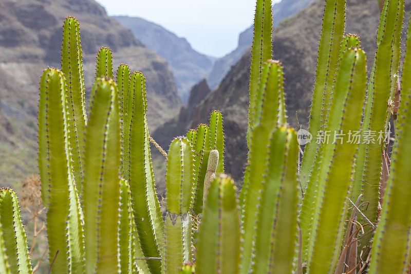 Barranco de Guayadeque Cardo canario-格兰卡纳利亚